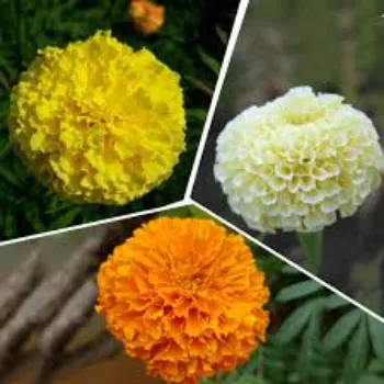 Multicolor Marigold Flowers